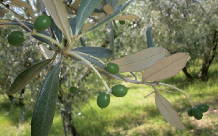 Borghi dell' Olio - Monte San Vito     15 novembre 2025